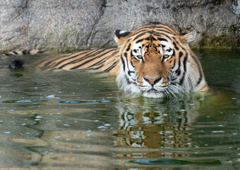tiger in water