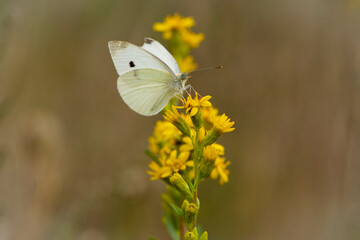 Pieris rapae. white butterfly sits on yellow wildflowers. autumn season. beautiful delicate butterfly on a flower close-up. Blurred light background. insects in nature, macro photo.