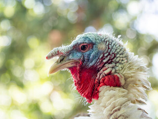 Portrait of turkey standing  on roof of chicken coop made of bamboo trunks. Farm bird in paddock at sunny day.