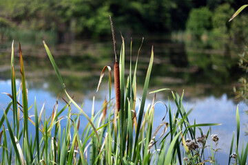 grass in the lake