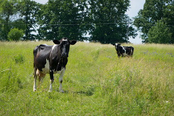 Dairy cow in the pasture. two cows. black and white young cow, stands on green grass. spring day. milk farm. home animal. cattle. the cow is grazing in the meadow. close-up