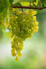 Weißweintrauben am Weinstock kurz vor der Ernte