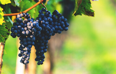 reife Weintrauben blau in den Weinbergen. blue Grapes on Vineyards
