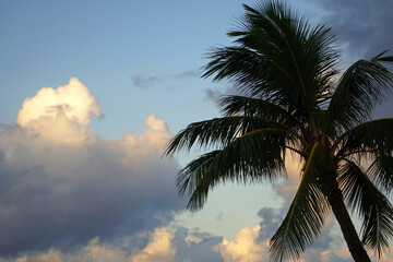 Fototapeta na wymiar Tropical scene background image of a palm tree at the beach at dusk