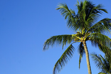 Obraz na płótnie Canvas Tropical background image with copy space featuring blue sky and palm tree.