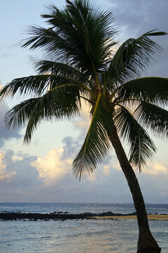 Tropical scene background image of a palm tree at the beach at dusk