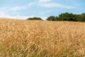 soft sunlit mountain meadow that inspires calm