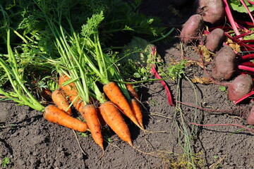 The harvest of carrots and beets lies in the garden.