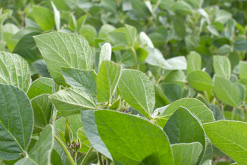 Fototapeta na wymiar organic soya bean plants for natural carbohydrates in field, France