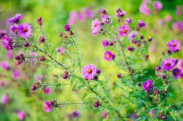 purple flowers