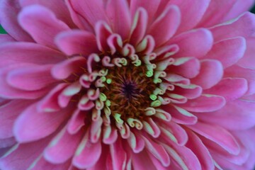 Macro texture of vibrant pink Dahlia flower
