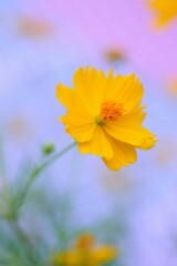 Macro texture of Yellow Cosmos flowers in nature