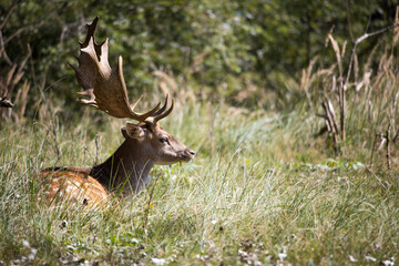 A male deer (buck) laying in the grass from the side during summer in The Netherlands in a forest....