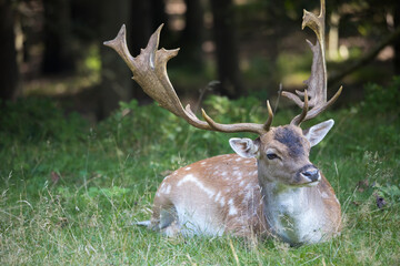A male deer (buck) laying in the forest from the front during summer in The Netherlands in the green grass. Dutch nature wildlife. Nature background image. Antler.