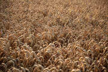 Ripe golden yellow wheat, Berkshire, England, UK