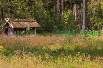 A shed with beehives at the edge of the forest on the Luneburger Heide