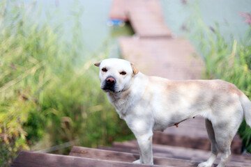 portrait of a dog