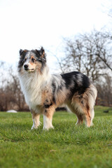 Blue merle shetland sheepdog standing in garden.