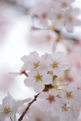 Macro details of Japanese White Yoshino Cherry Blossoms in sunshine
