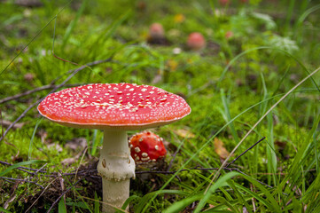 Red bright beautiful inedible mushroom fly agaric sprouted through wet fresh grass and leaves in Latvian autumn forest