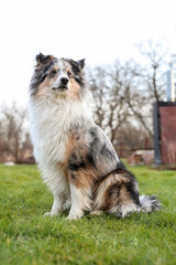 Beautifu blue merle shetland sheepdog young dog sitting in grass.