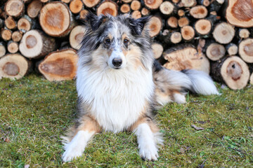 Lovely blue merle shetland sheepdog tri color young dog sitting in front of stacked firewood.