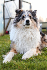 Beautifu blue merle shetland sheepdog young dog sitting in grass.