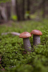 Two small beautiful white mushrooms aspen boletus with beautiful texture growing in moss and leaves in a light autumn Latvian forest