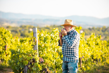 An older man harvesting grapes in his vineyard.He enjoys the taste of ripe fruit.