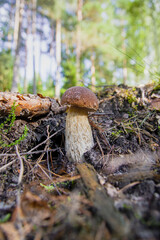 Small beautiful white mushroom boletus with beautiful texture growing in fallen twigs in a light autumn Latvian forest