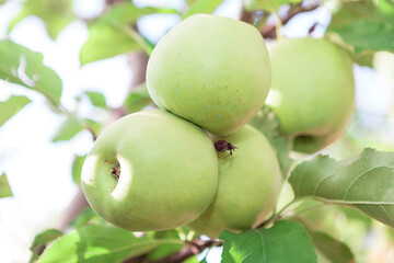 Ripening Apples On The Tree