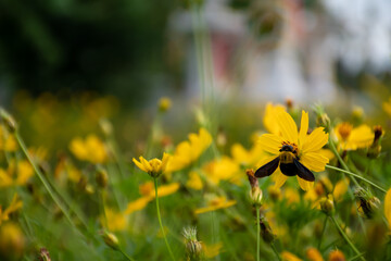 The yellow swallowtail flowers are caught by insects on the flower stalks. Natural blur background. Mexican Aster