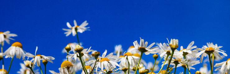 White daisies against the blue sky.