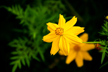 Yellow Flowers Blurred Nature Mexican Aster Background