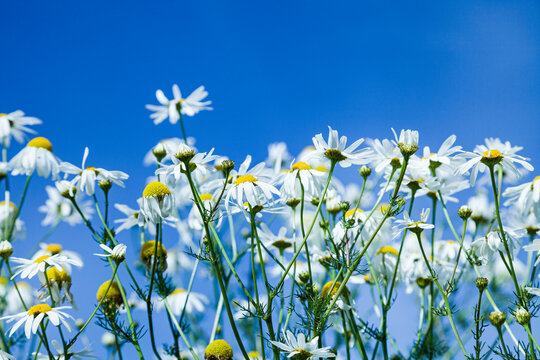 White daisies against the blue sky. © Elena Blokhina