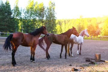 Three horses on a sunny day.