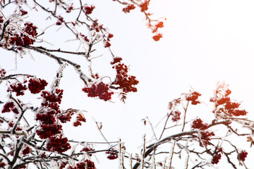 Branches with red rowan