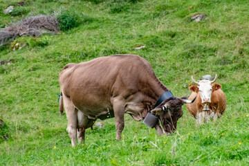 Fototapeta premium Beautiful swiss cows. Alpine meadows. Mountains