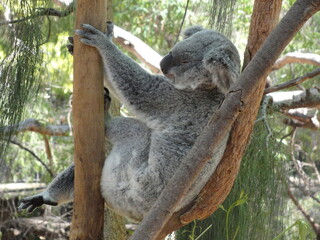 Fototapeta premium Koala hanging on a tree. Grey brown fur, large round head, big furry ears, big black nose. Thick fur. Surrounded by green leaves and brown trunks. Perth, Australia. Hands holding a trunk.
