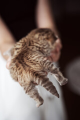 Mini Tiger - Britisch Kurzhaar Kitten in chocolate Tabby so süß