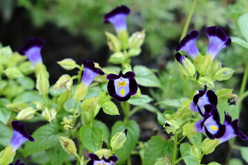 purple pollinators (Botanical Garden - National Mall, DC)