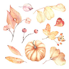 Autumn floral set with delicate leaves, branches with berries and pumpkin, watercolor isolated collection in vintage style, yellow and coral colors, autumn decors for invitation or greeting cards.