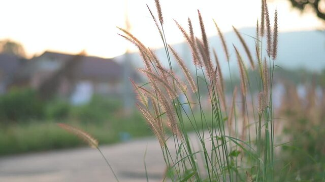 Poaceae wild spike savana weed flower with in Asian country