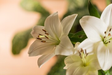 Obraz na płótnie Canvas white lily flower