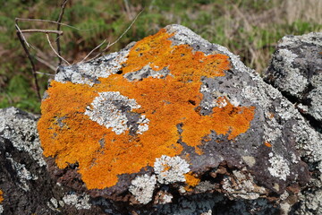 Lichen on the rocks, Graciosa island, Azores