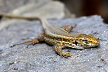 La Palma lizard, Sizeable lizard, Wall lizard, Lagarto Tizón, Gallotia galloti palmae, Caldera de Taburiente National Park, Biosphere Reserve, ZEPA, LIC, La Palma, Canary Islands, Spain, Europe