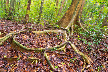 Old trees and Roots, Sinharaja National Park Rain Forest, Sinharaja Forest Reserve, World Heritage Site, UNESCO, Biosphere Reserve, National Wilderness Area, Sri Lanka, Asia