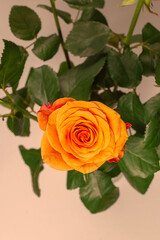 Orange rose isolated on a white background.