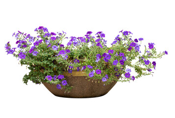 Flower bush pot tree isolated tropical plant with clipping path.