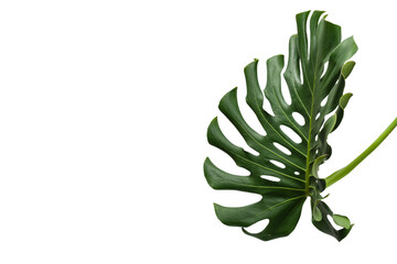 Green plant monstera on white background.